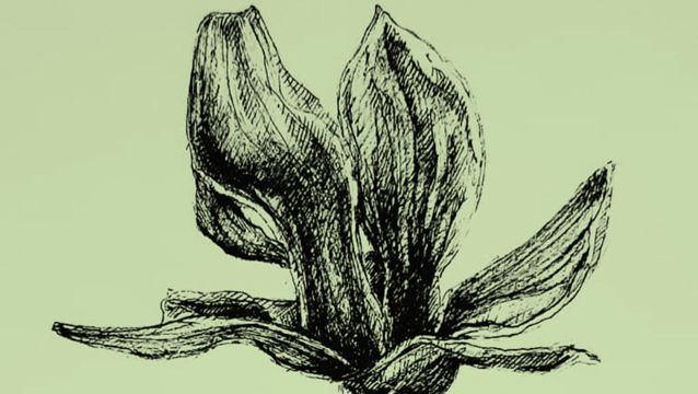 Anna Wiecinska rysunek botaniczny